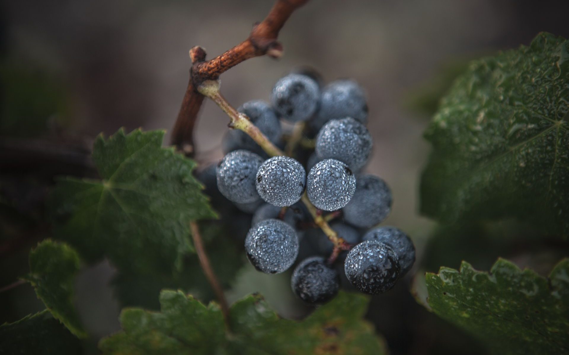 Les Vignobles